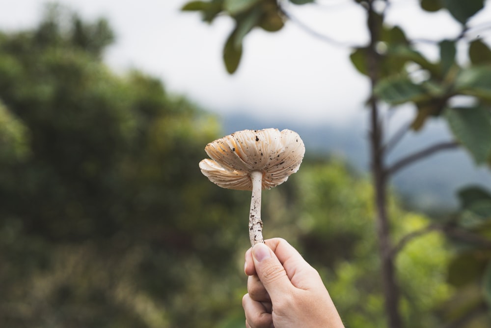 a person holding a flower in their hand