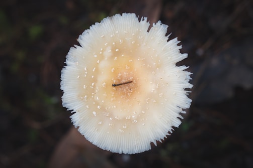 a close up of a white flower with drops of water on it