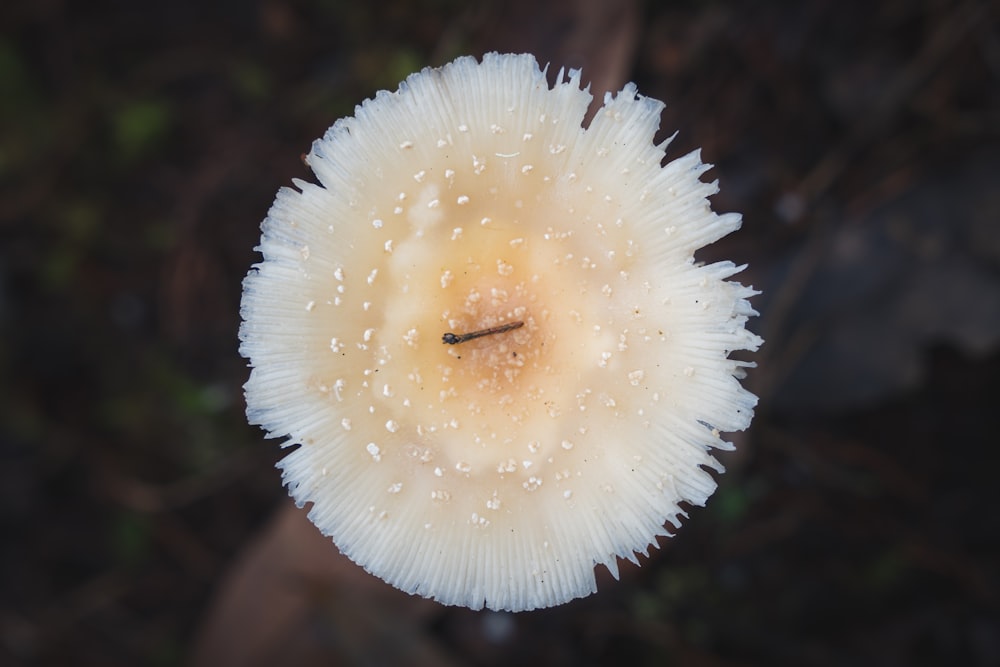 a close up of a white flower with drops of water on it