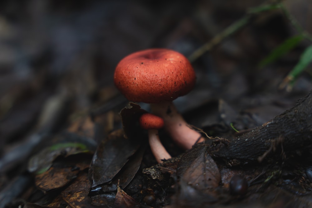 a small red mushroom sitting on the ground