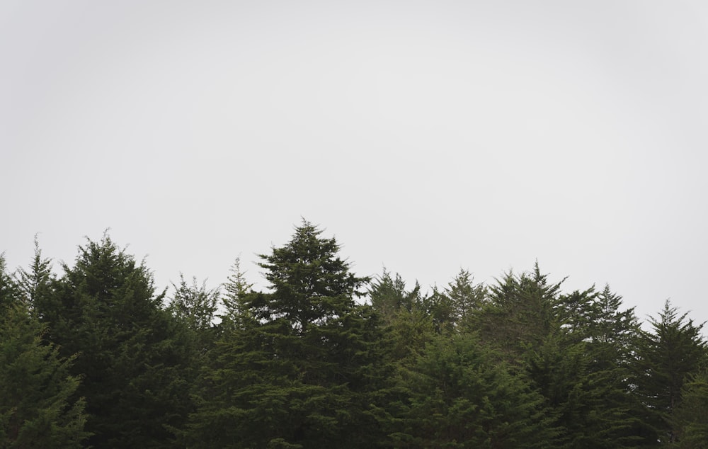 a group of trees in a field with a sky background