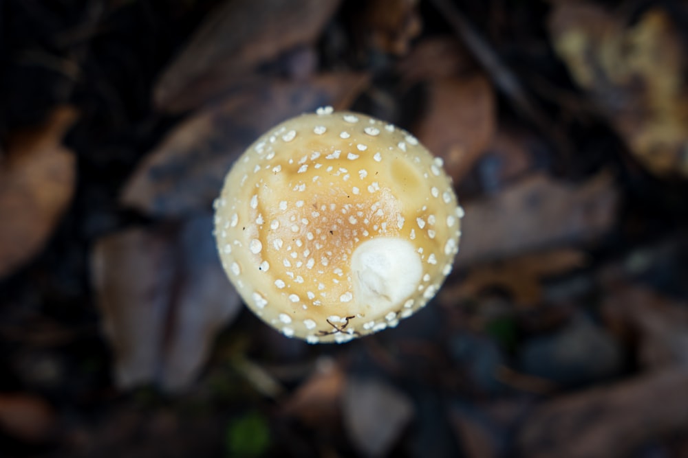 a close up of a mushroom on the ground