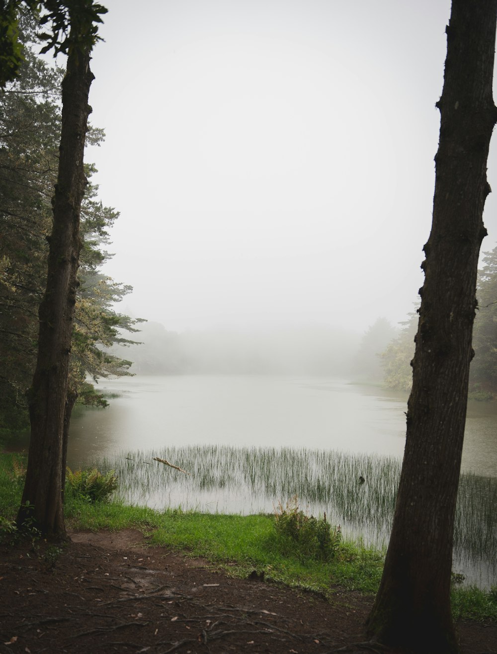 a foggy lake surrounded by trees and grass