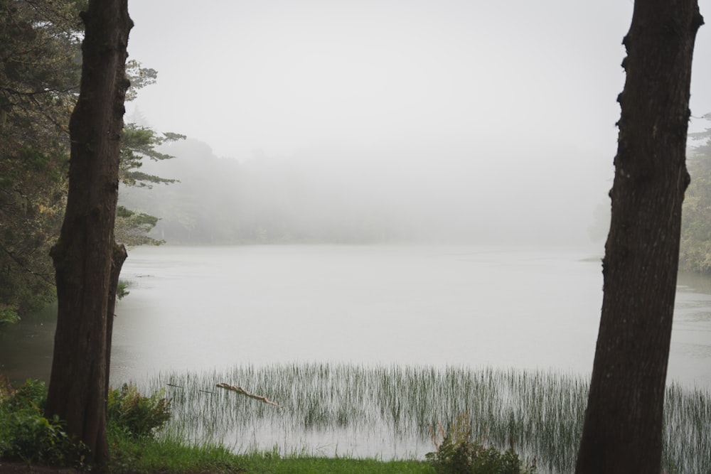 a body of water surrounded by trees and grass