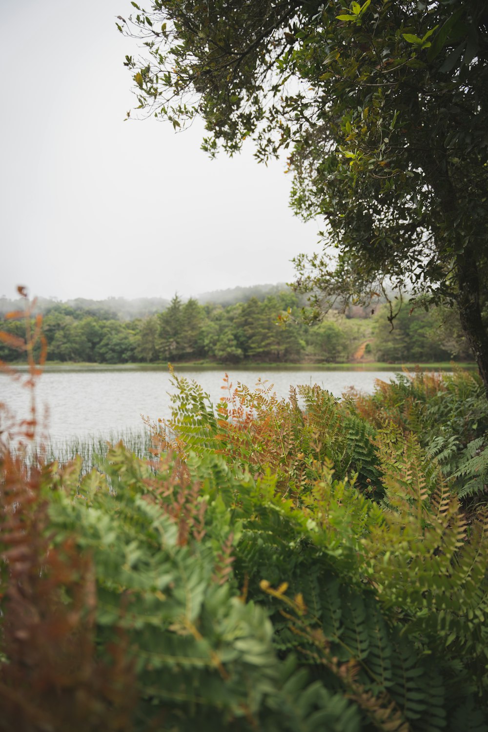 a body of water surrounded by trees and plants