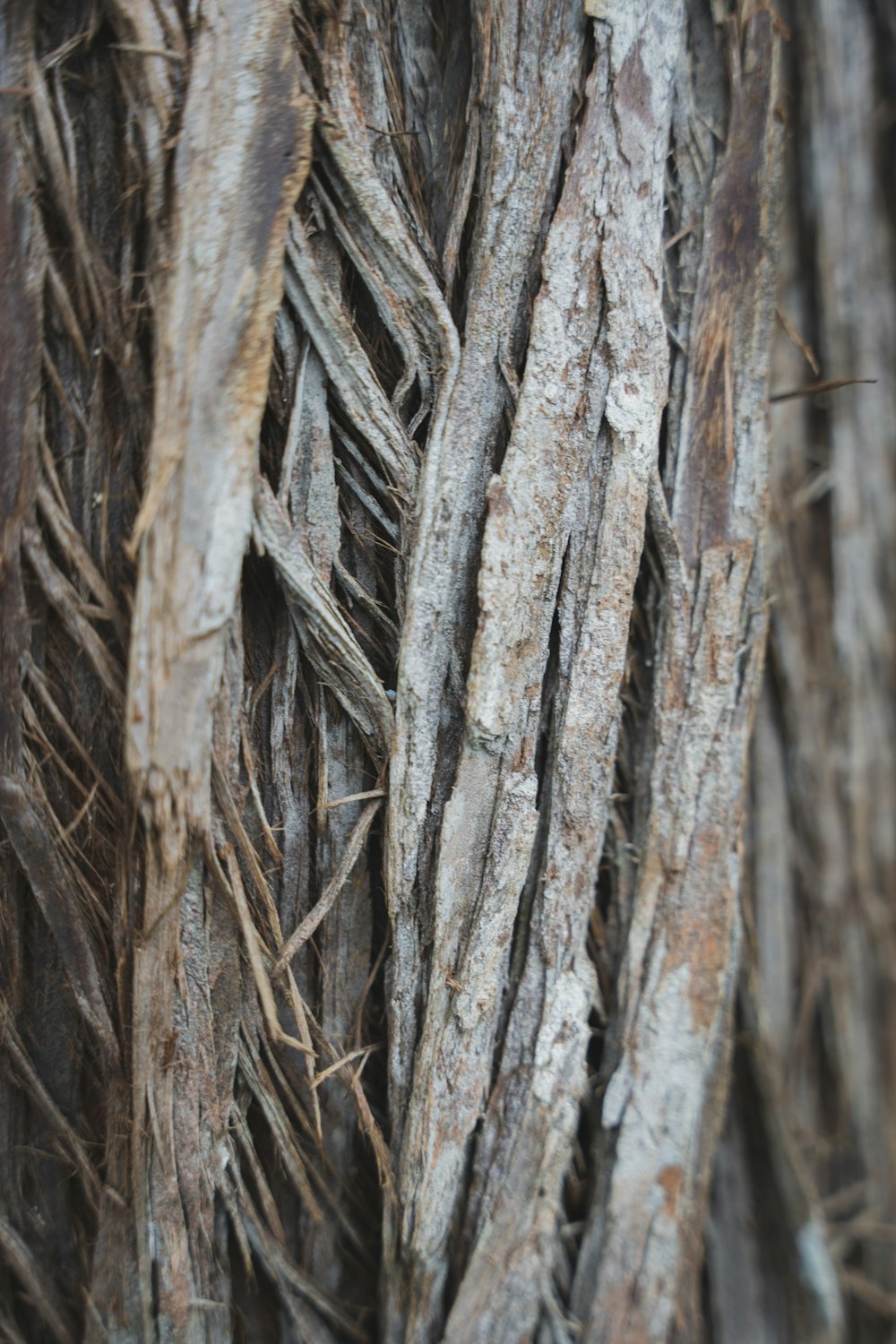 a close up of a bunch of tree branches