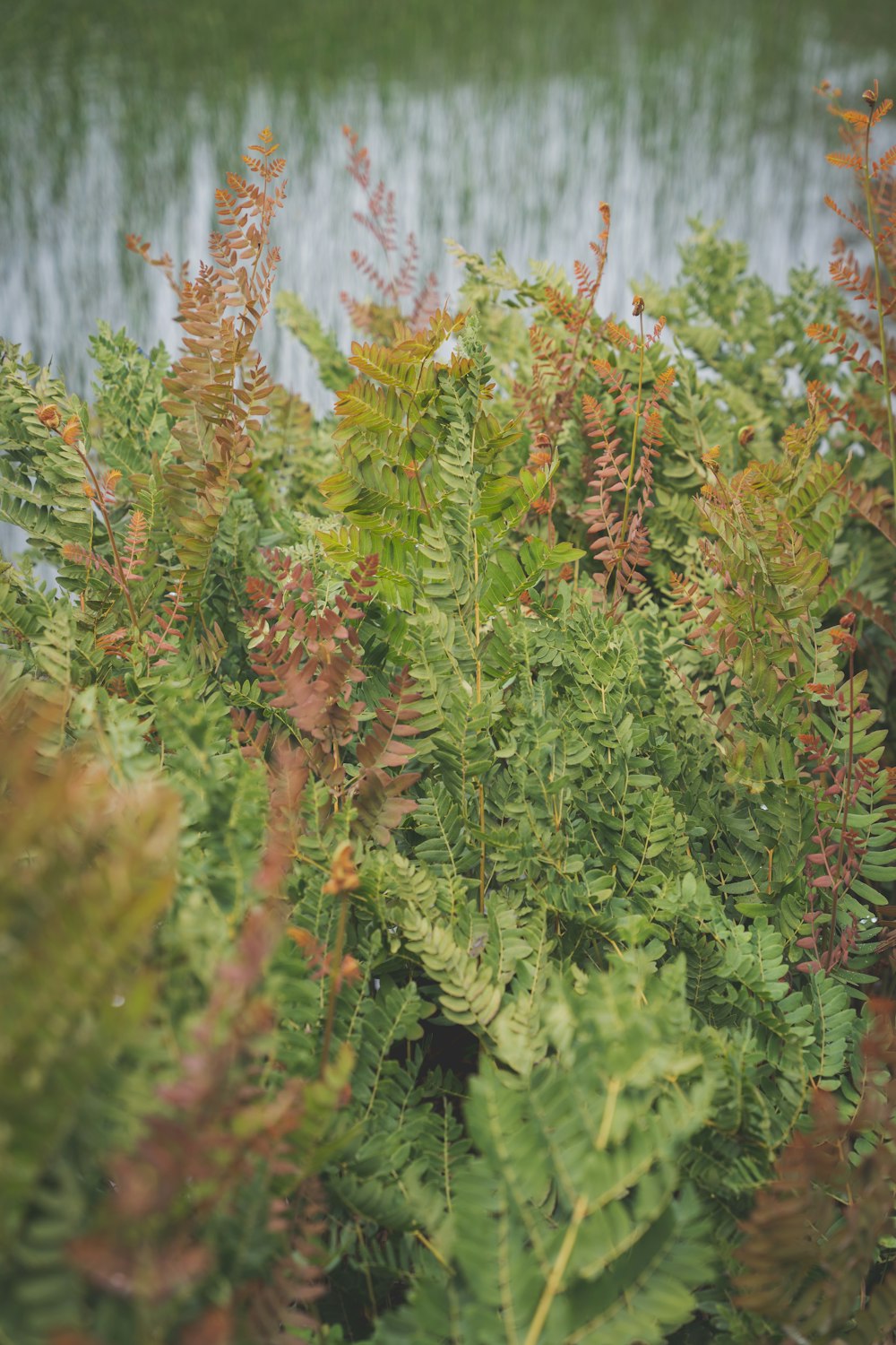 a bunch of plants that are next to a body of water