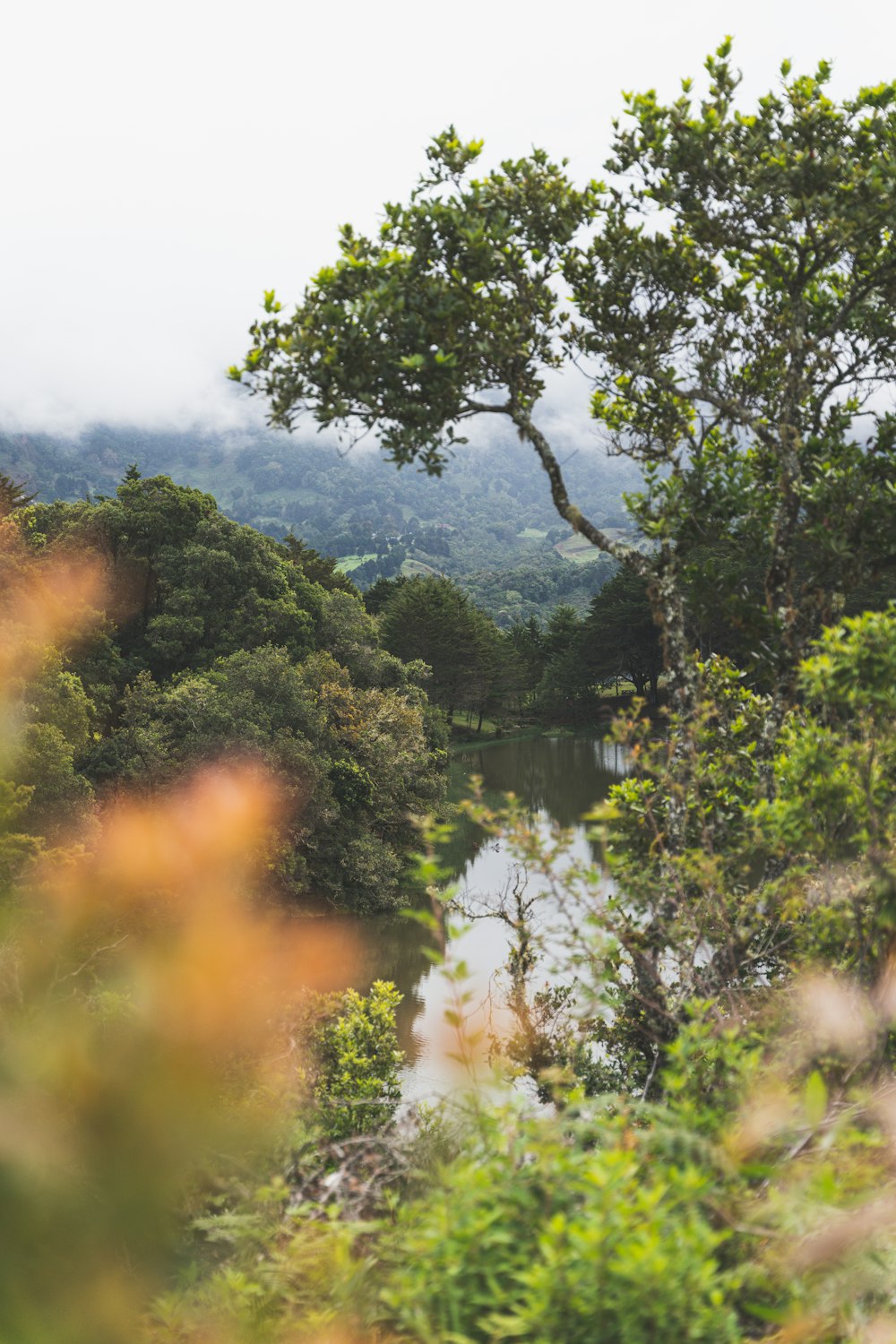 a river running through a lush green forest