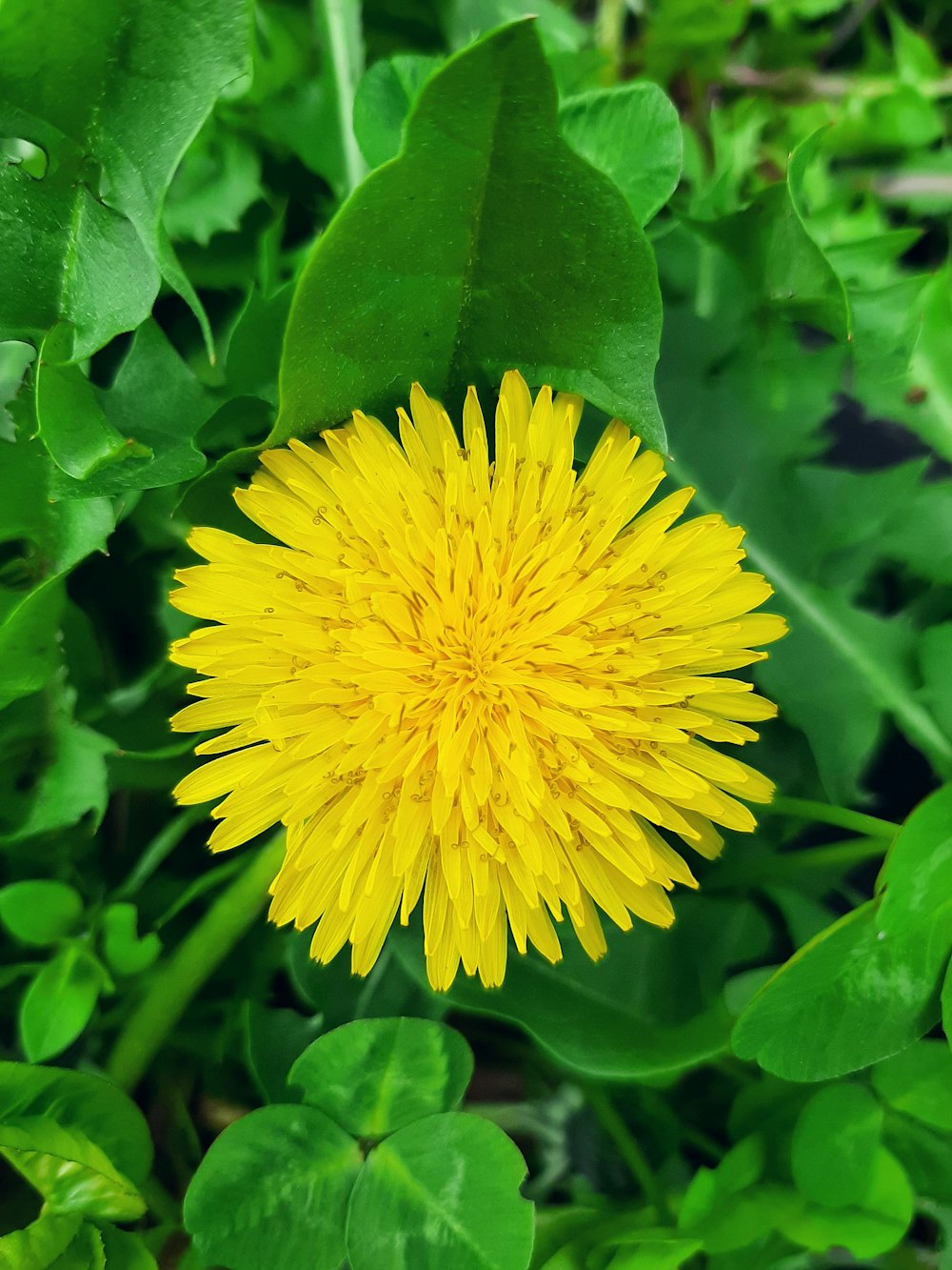 a close up of a yellow flower surrounded by green leaves