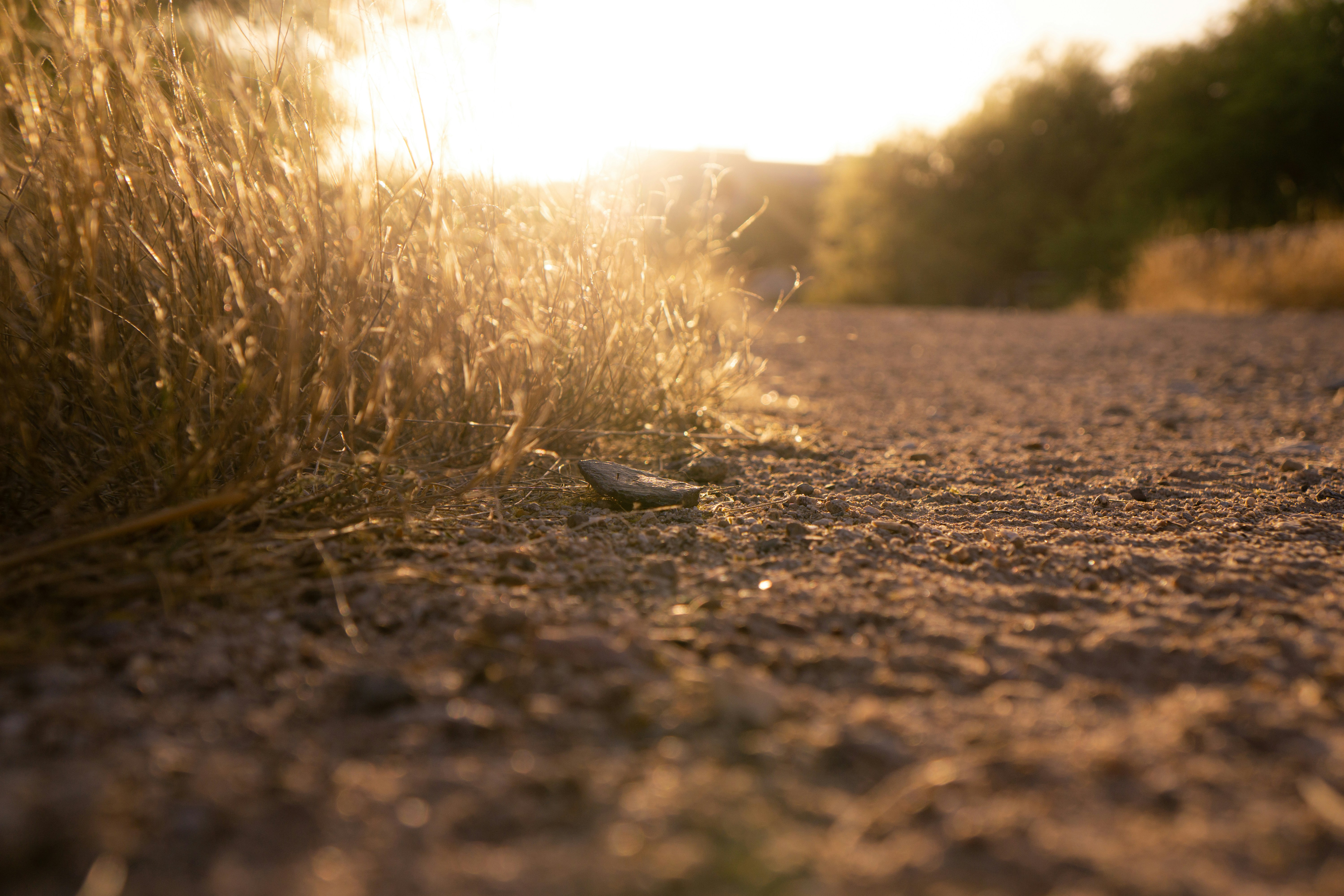 Photo by djparsleyart