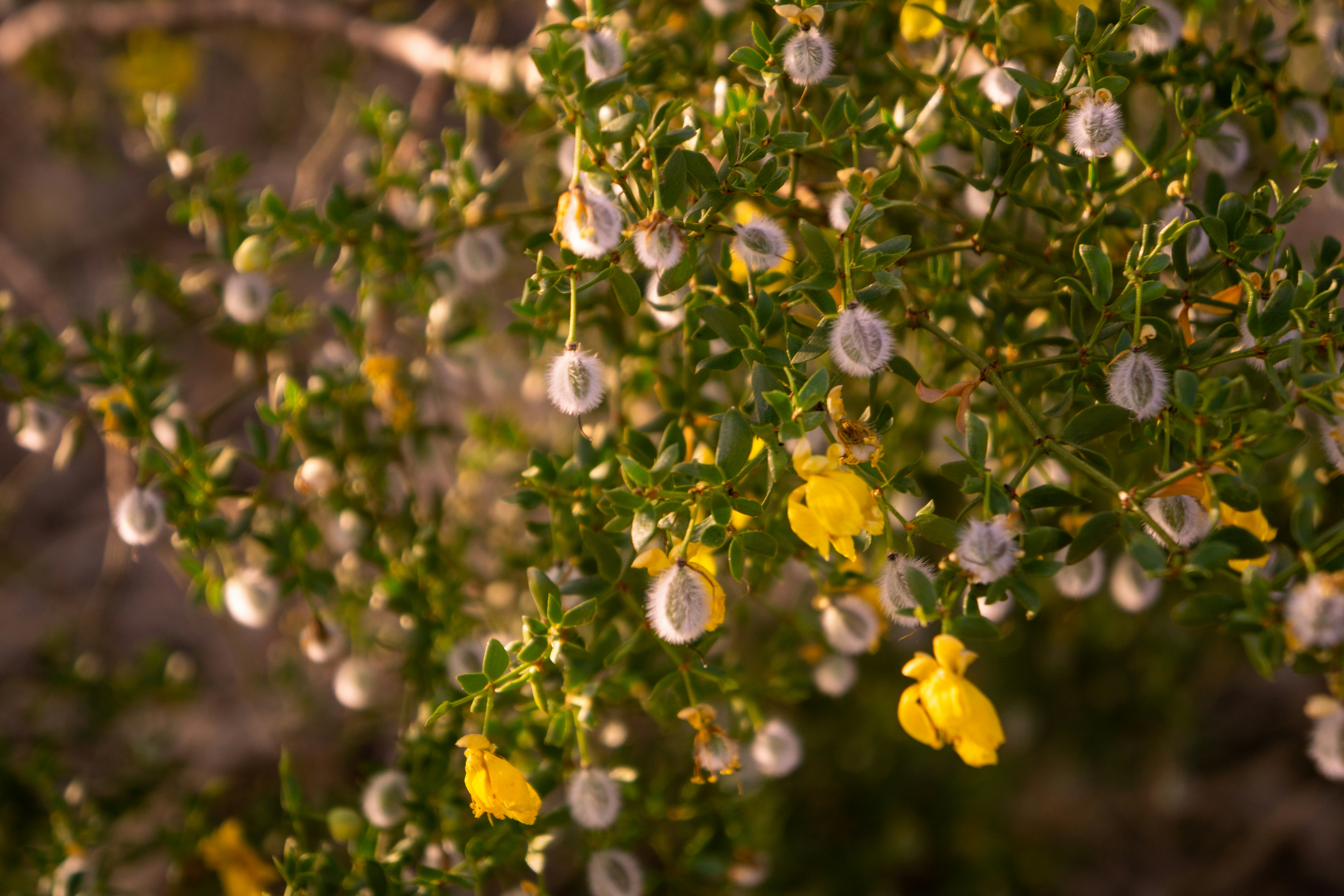 a bush with yellow flowers and green leaves