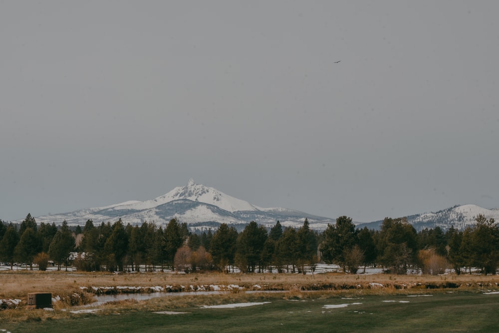 a field with a mountain in the background