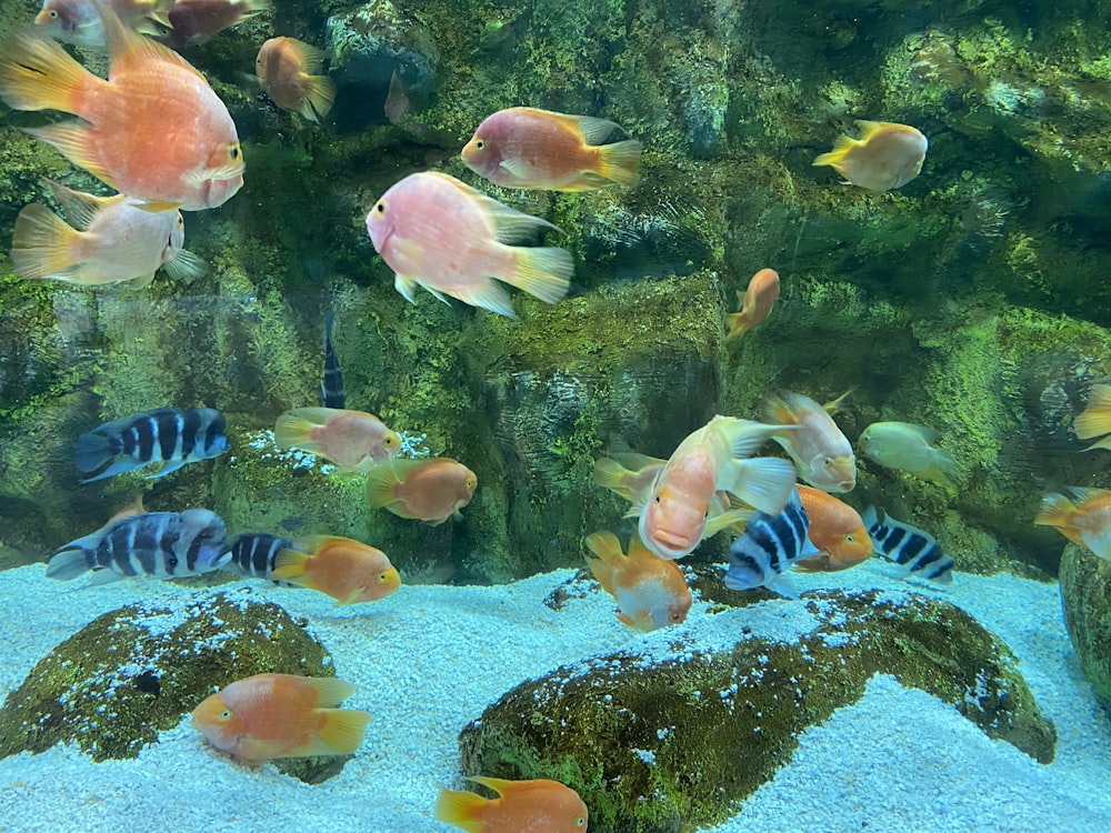 a group of fish swimming in an aquarium