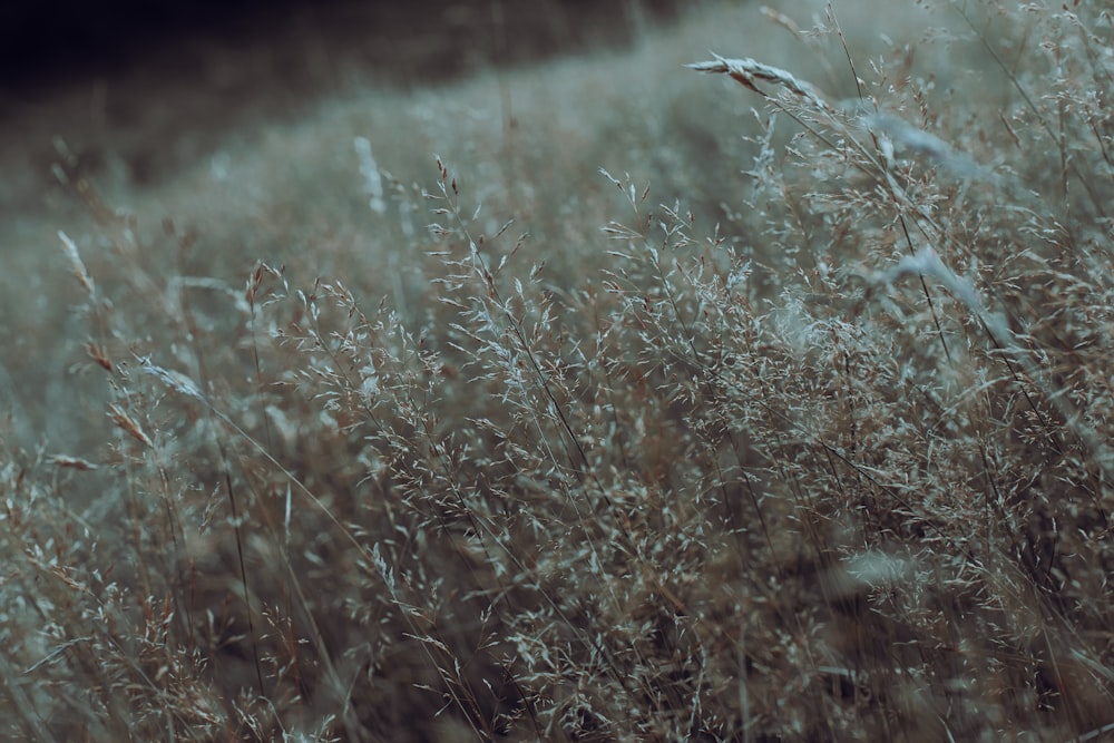 a field of tall grass with a bird flying over it