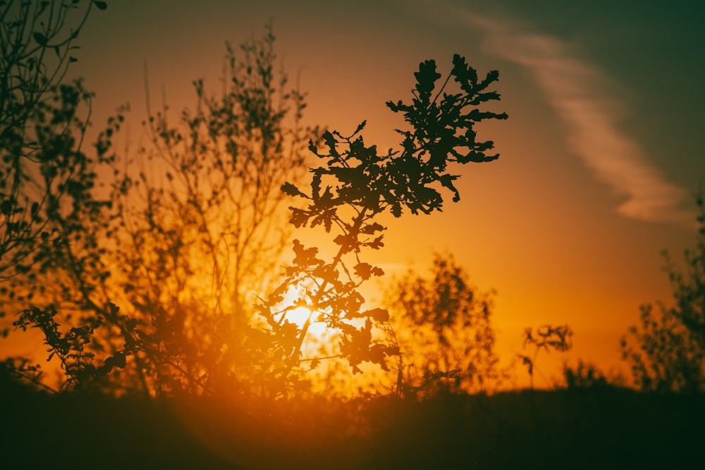 the sun is setting behind some trees