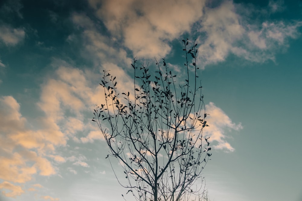 a tree with no leaves in front of a cloudy sky