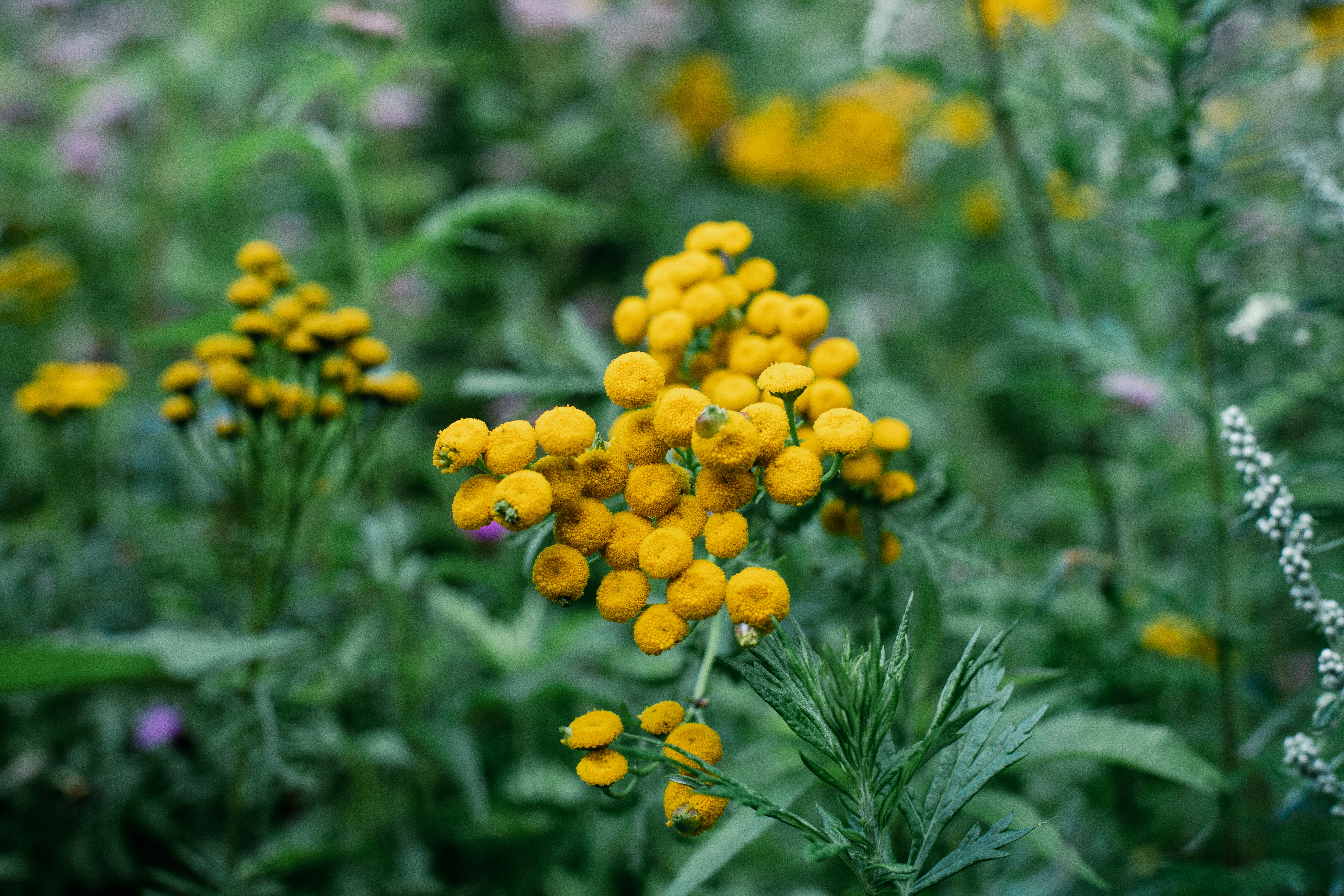 Photo by mikejerskine