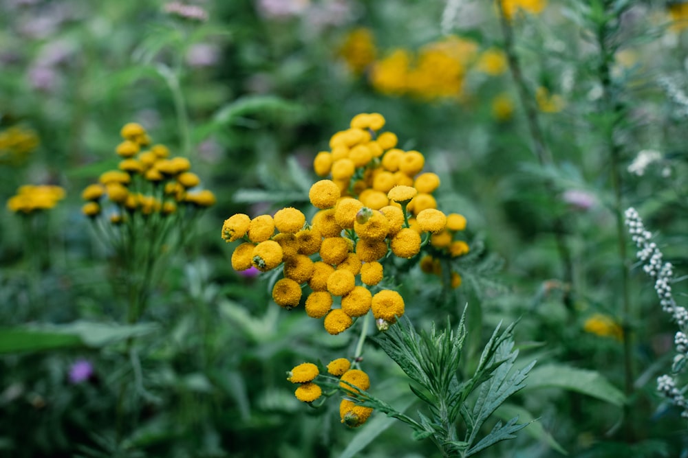 풀밭에있는 노란 꽃 한 무리