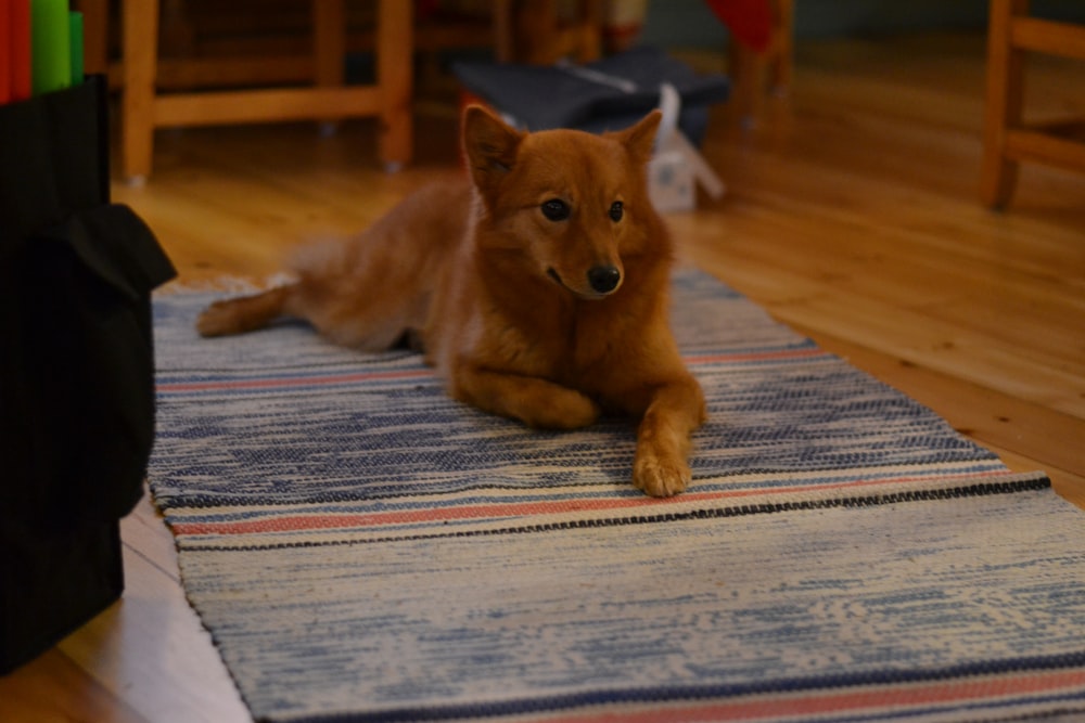 a brown dog laying on top of a rug