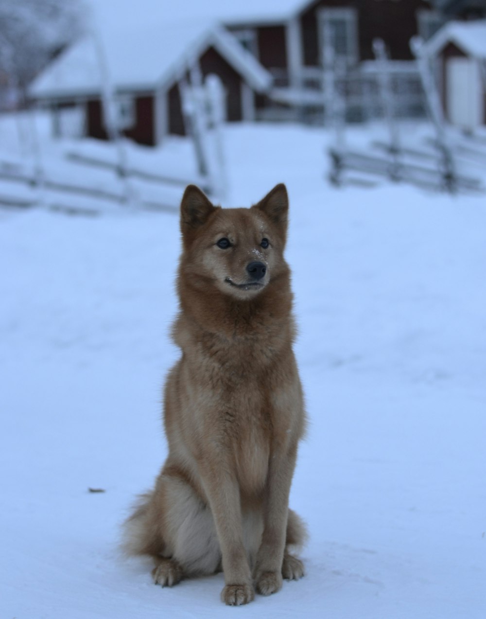 a brown dog sitting on top of snow covered ground