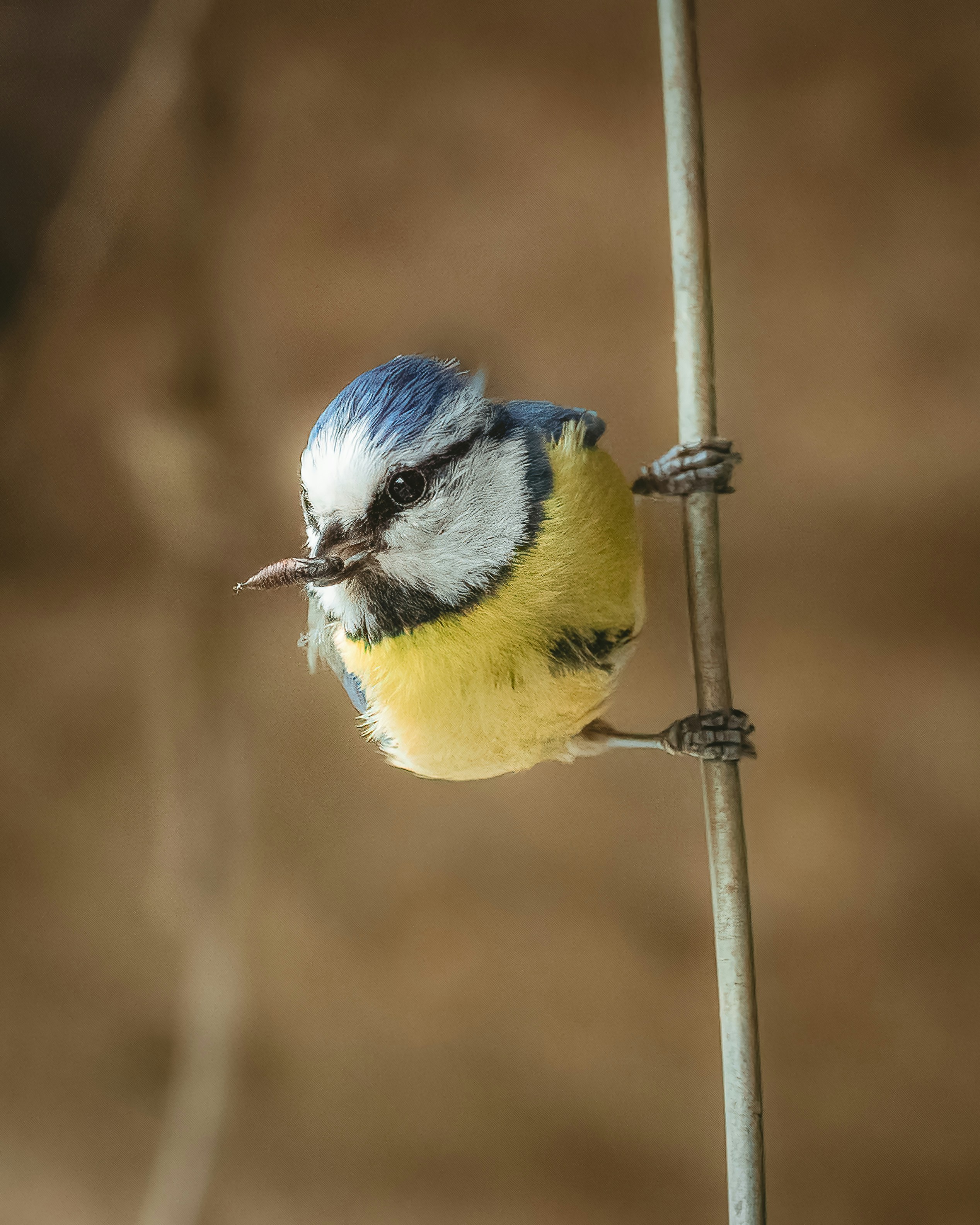 a small blue and yellow bird perched on a branch