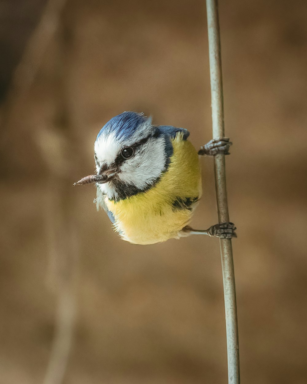 a small blue and yellow bird perched on a branch