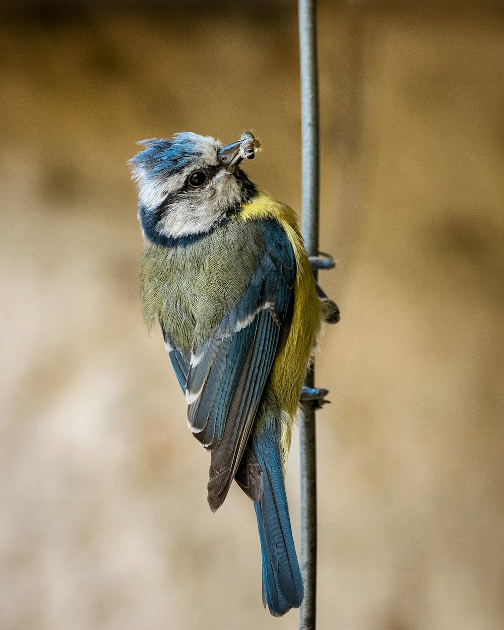 a blue and yellow bird sitting on a branch