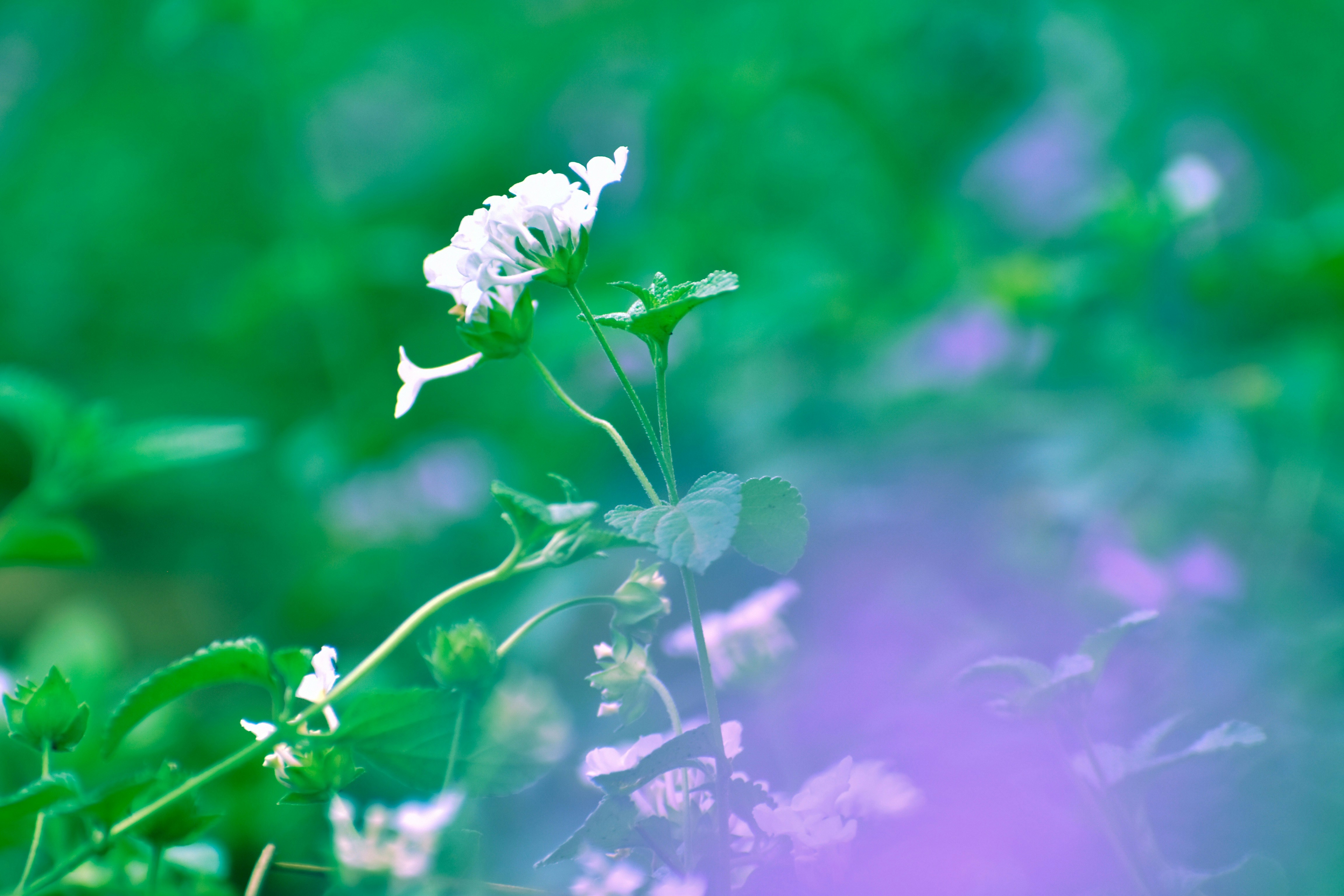 Photo by stevecameup