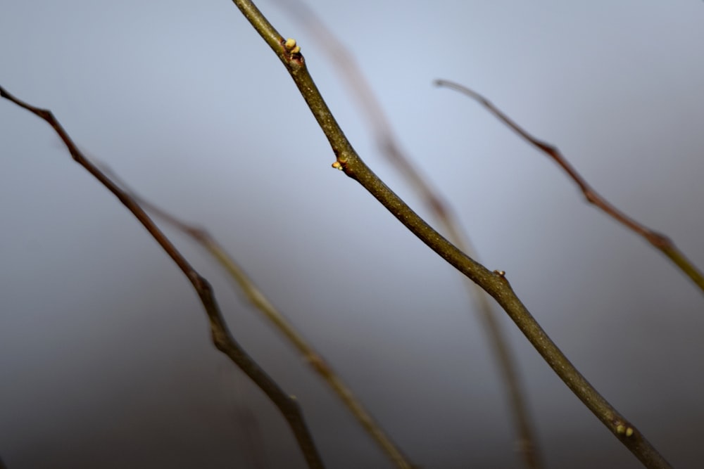 a branch of a tree with no leaves