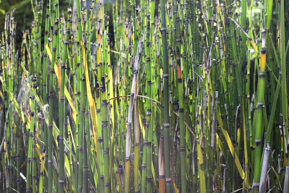 a bunch of tall green plants with lots of leaves