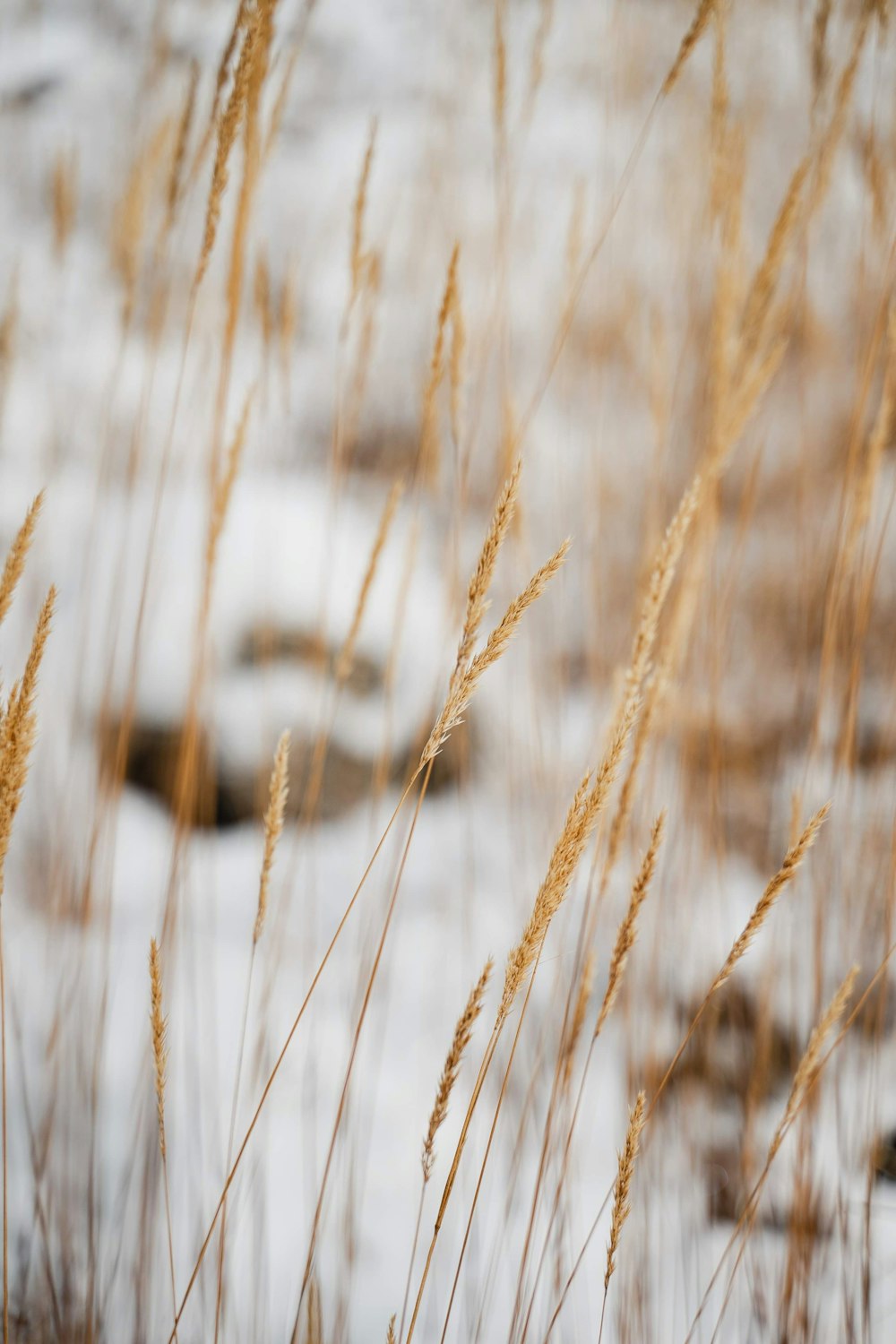 a close up of some grass in the snow