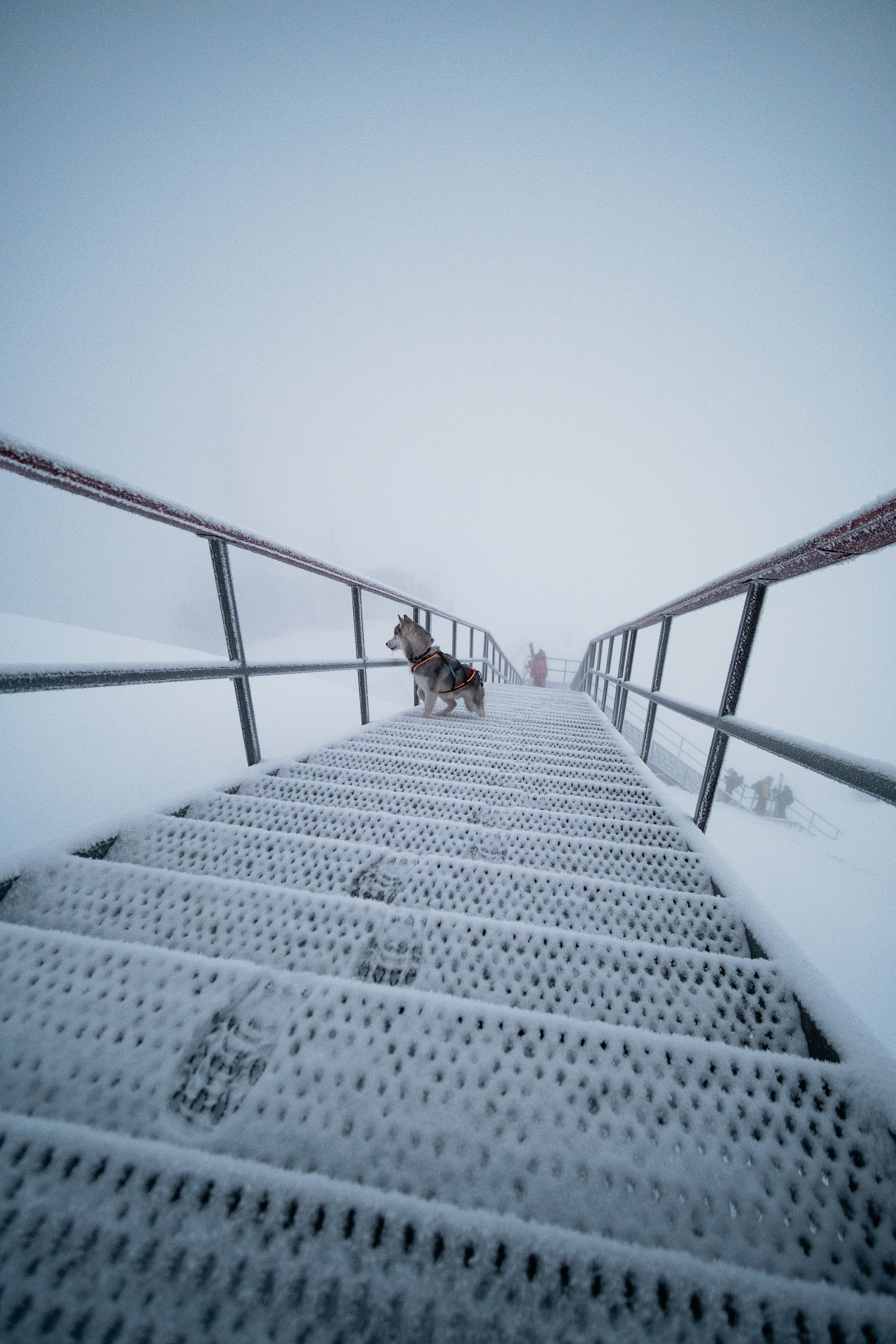 a dog is walking down a snowy path