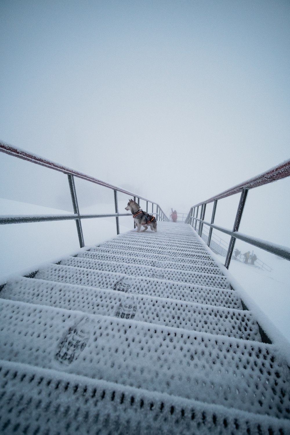 a dog is walking down a snowy path