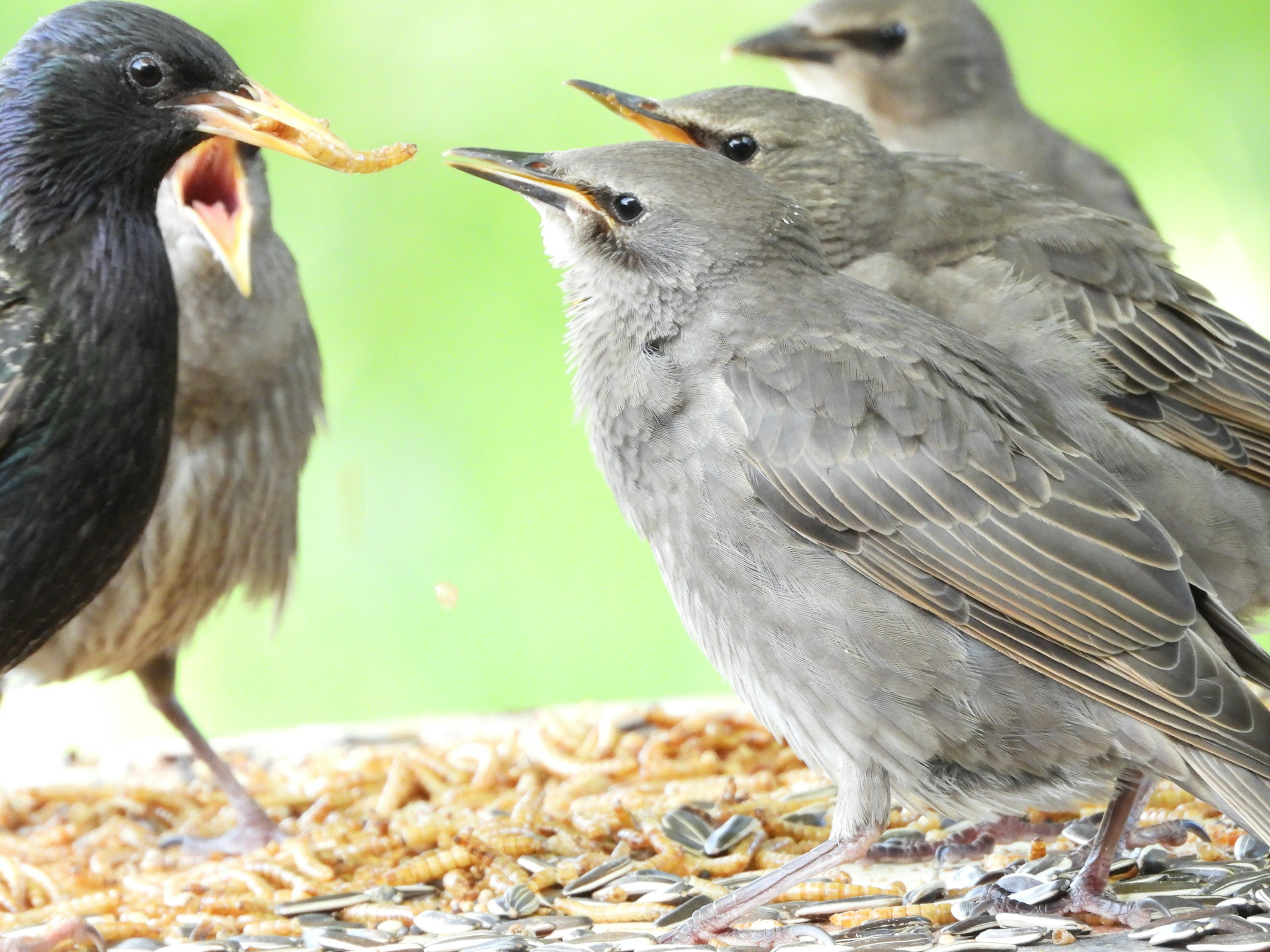 a group of birds standing on top of a bird feeder