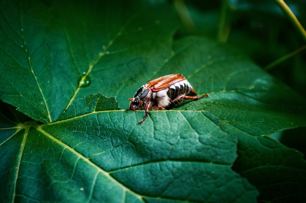 a bug sitting on top of a green leaf