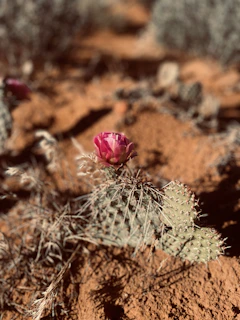 a small pink flower sitting on top of a desert