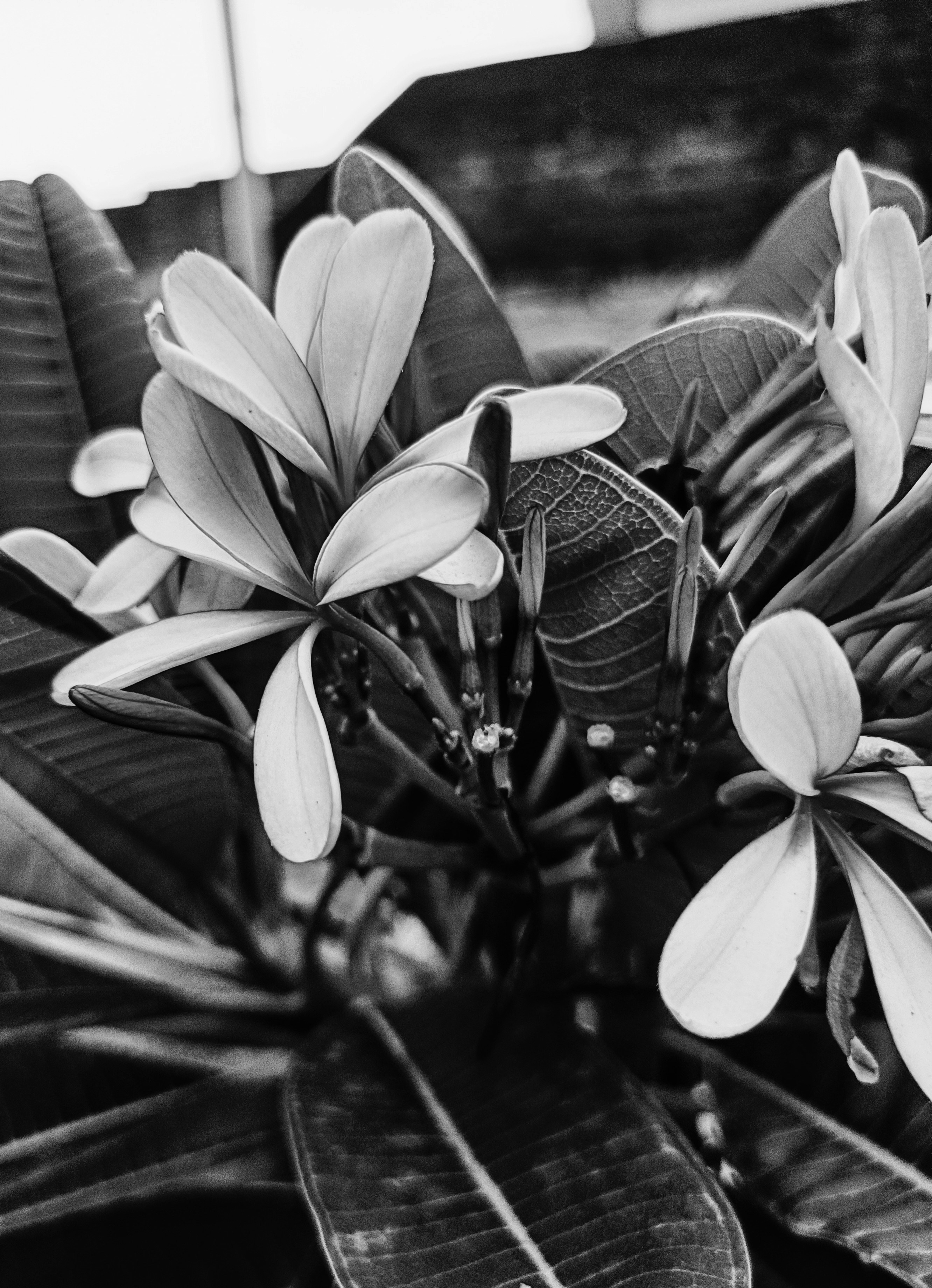 Photo by animeshchatterjee