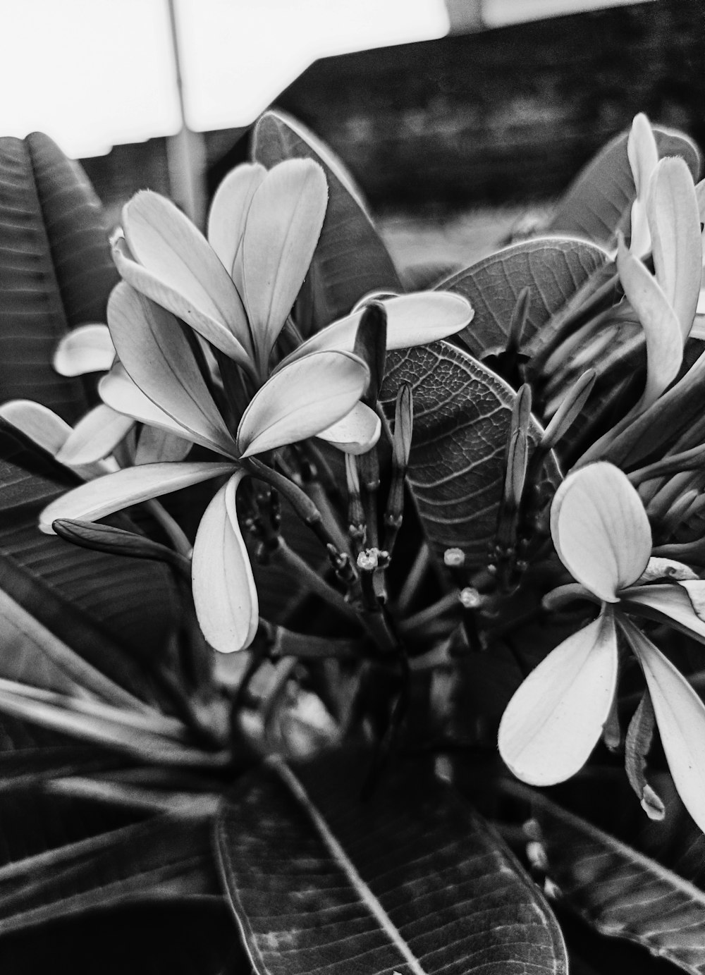 a black and white photo of a flower