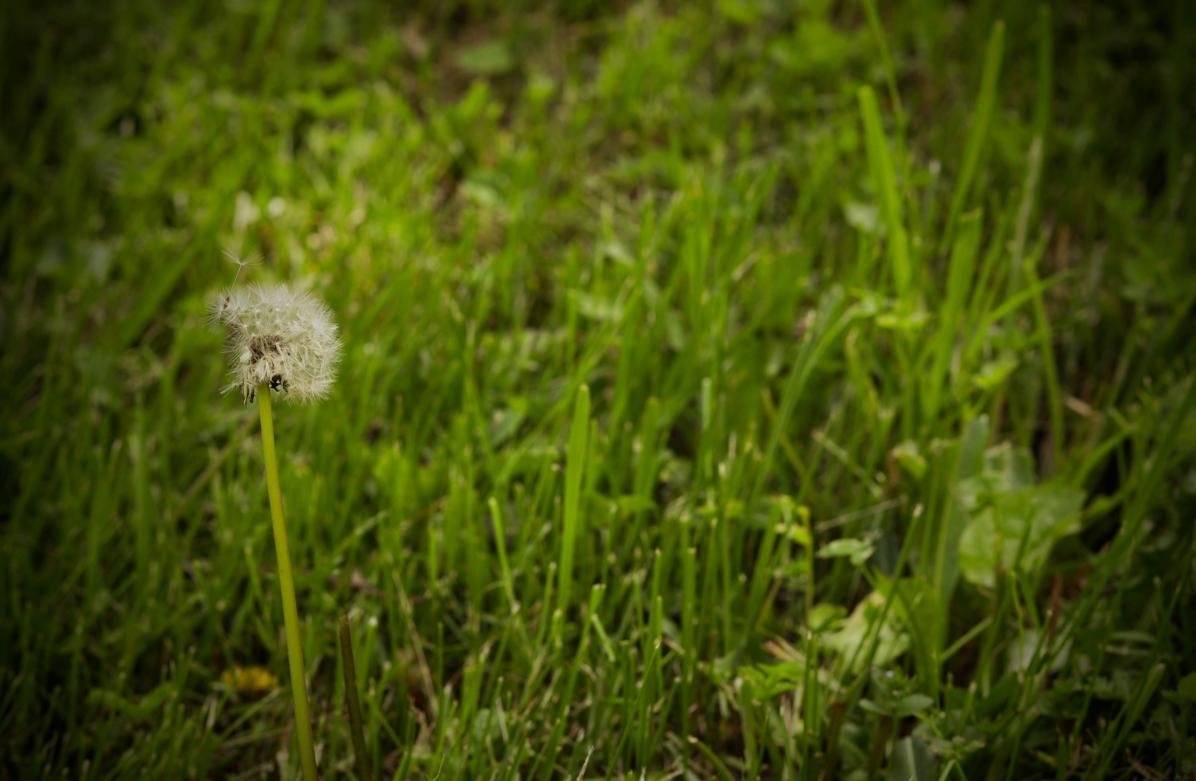 Mastering the Art of Weed Control: How Cover Crops Can Transform Your Garden