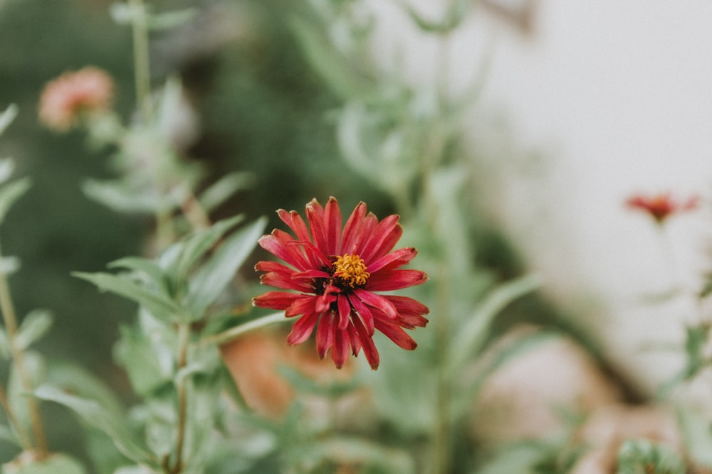 a close up of a red flower with green leaves