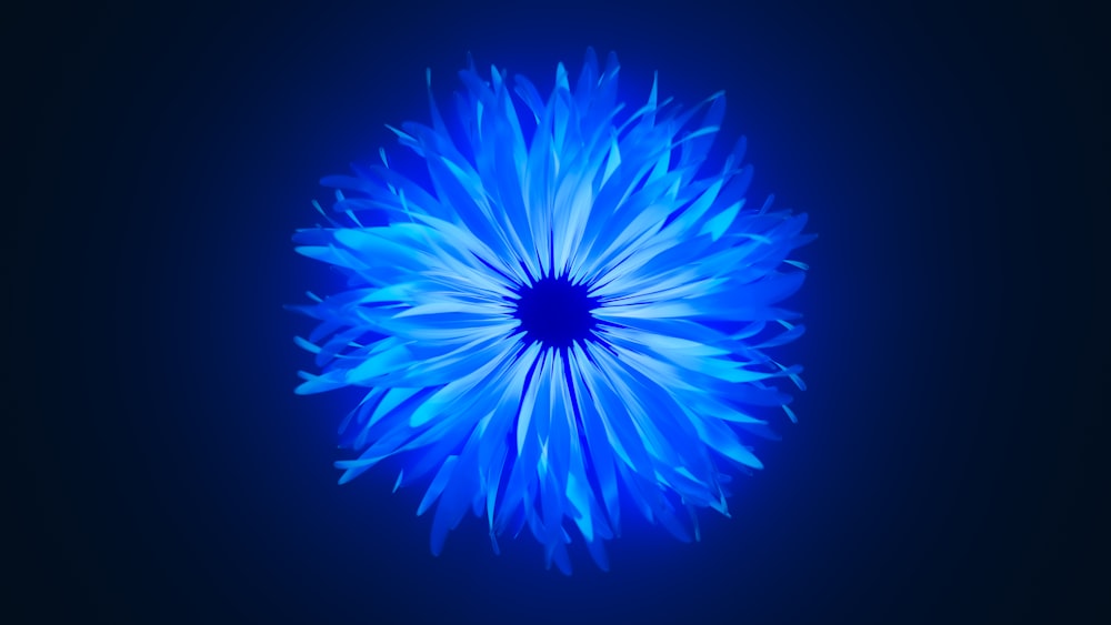 a blue flower on a black background