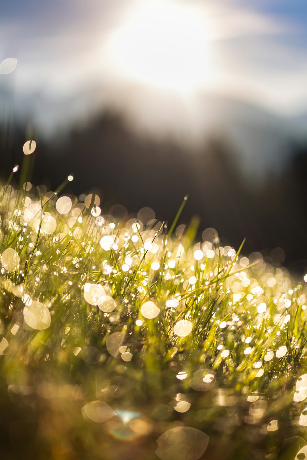 a close up of grass with the sun in the background