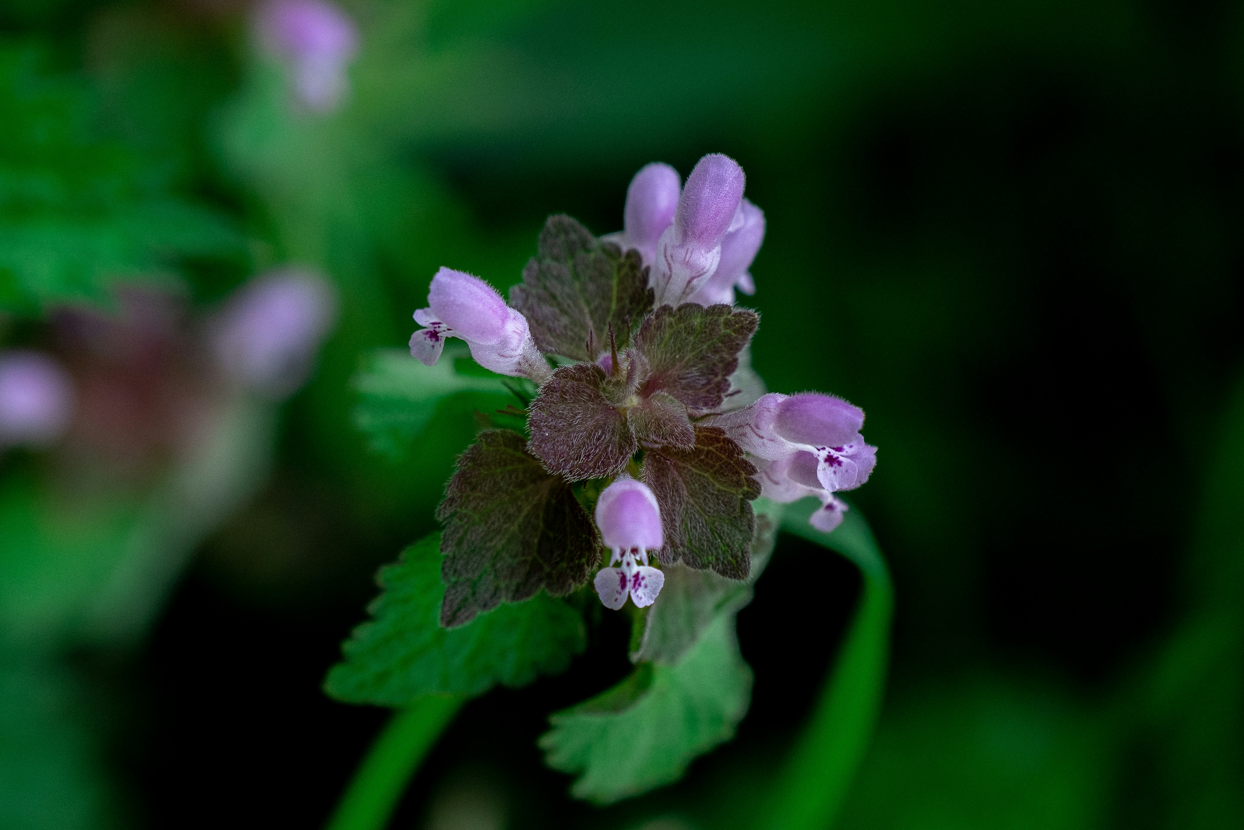 Photo by neringanorman