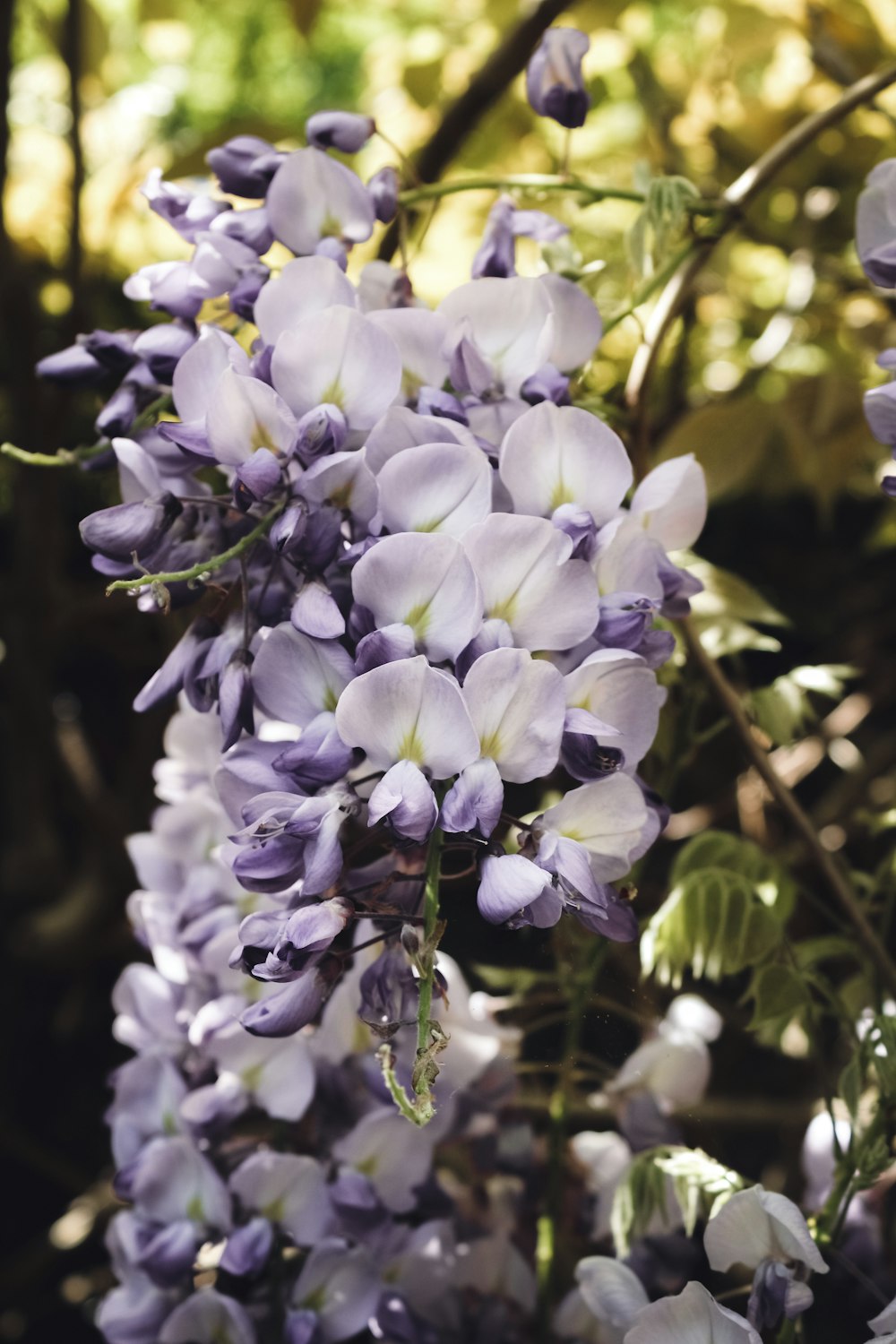 a bunch of purple and white flowers growing on a tree