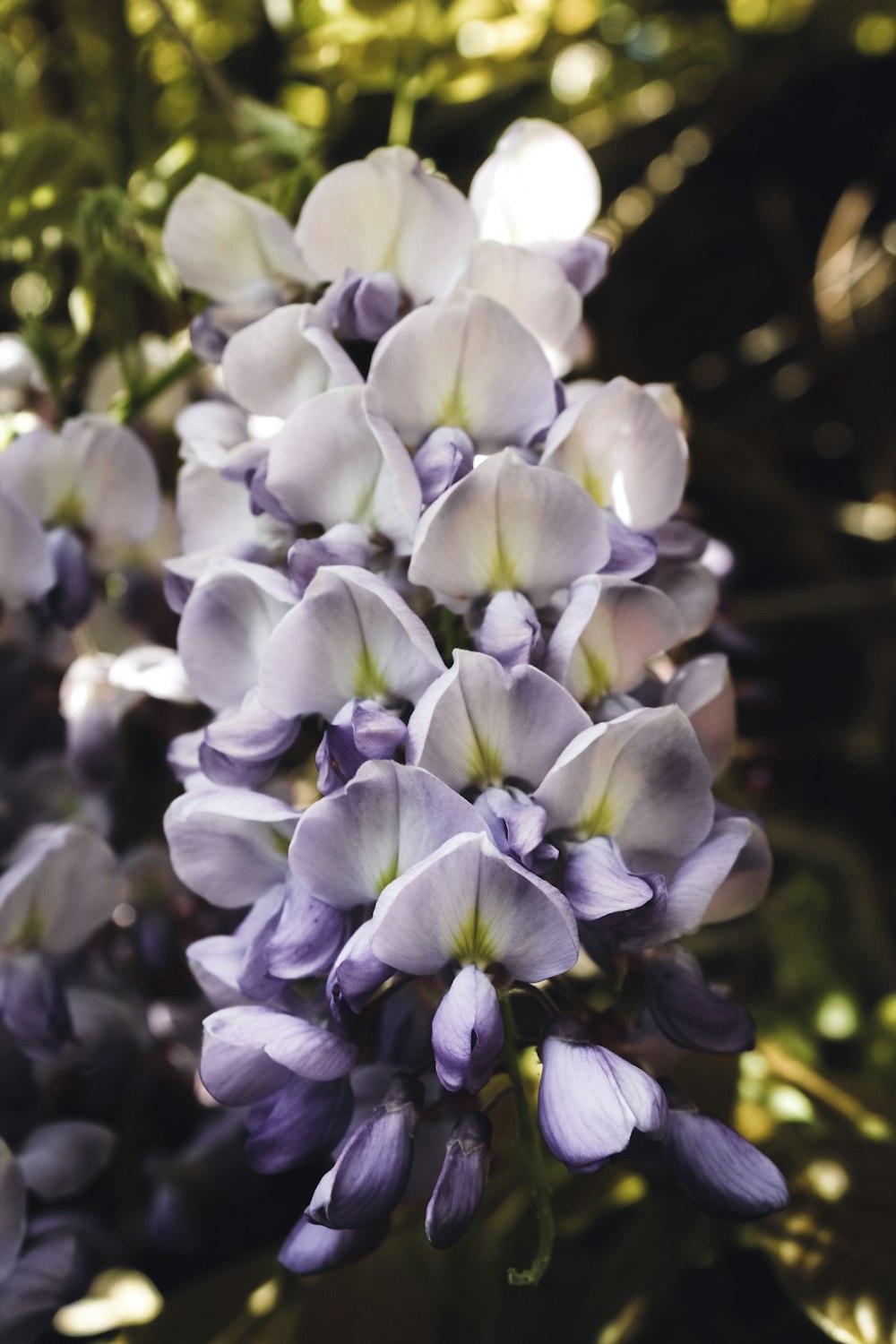 a close up of a bunch of purple flowers