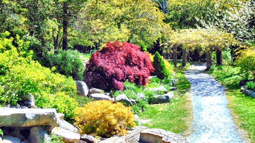 A serene garden path winding through a mix of shrubs and trees.