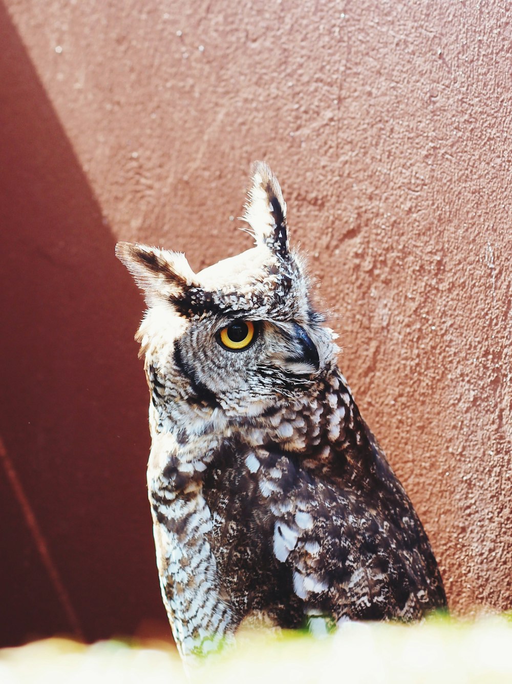 a close up of an owl near a wall