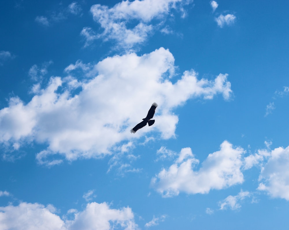 Un gran pájaro volando a través de un cielo azul nublado