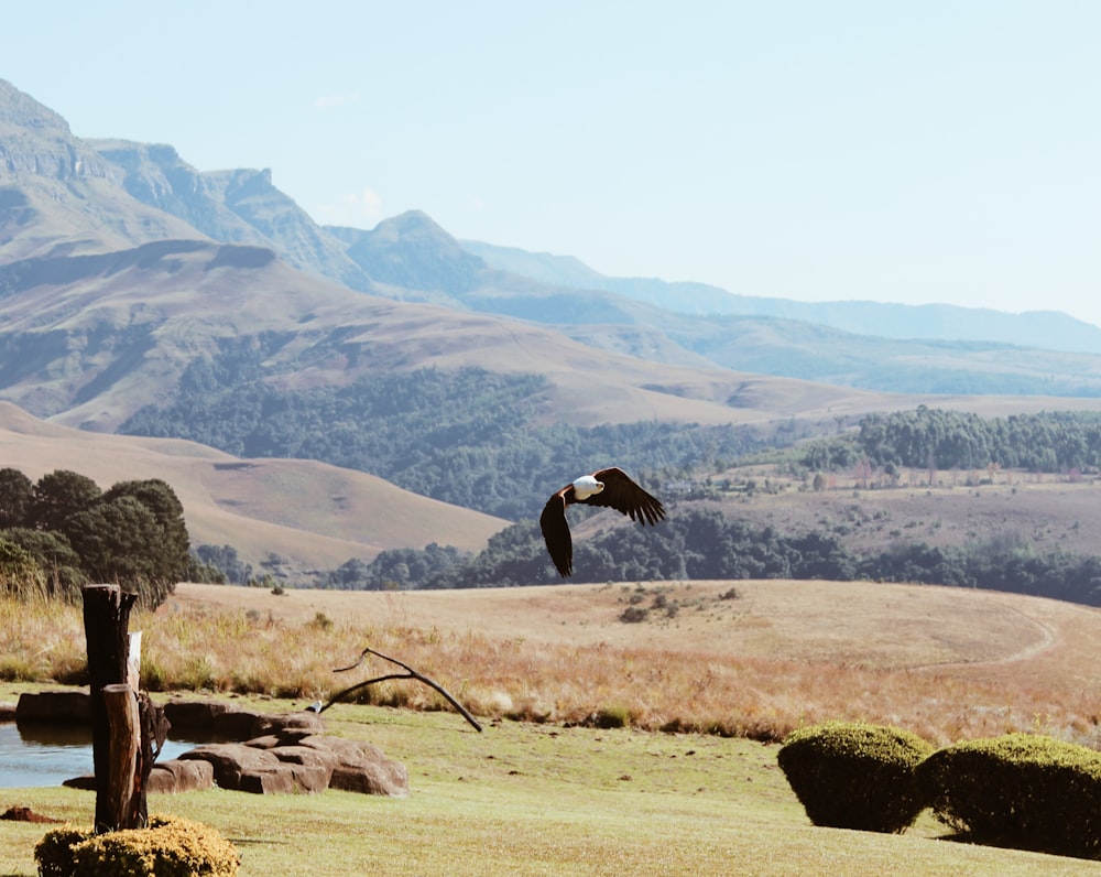 a large bird flying over a lush green field