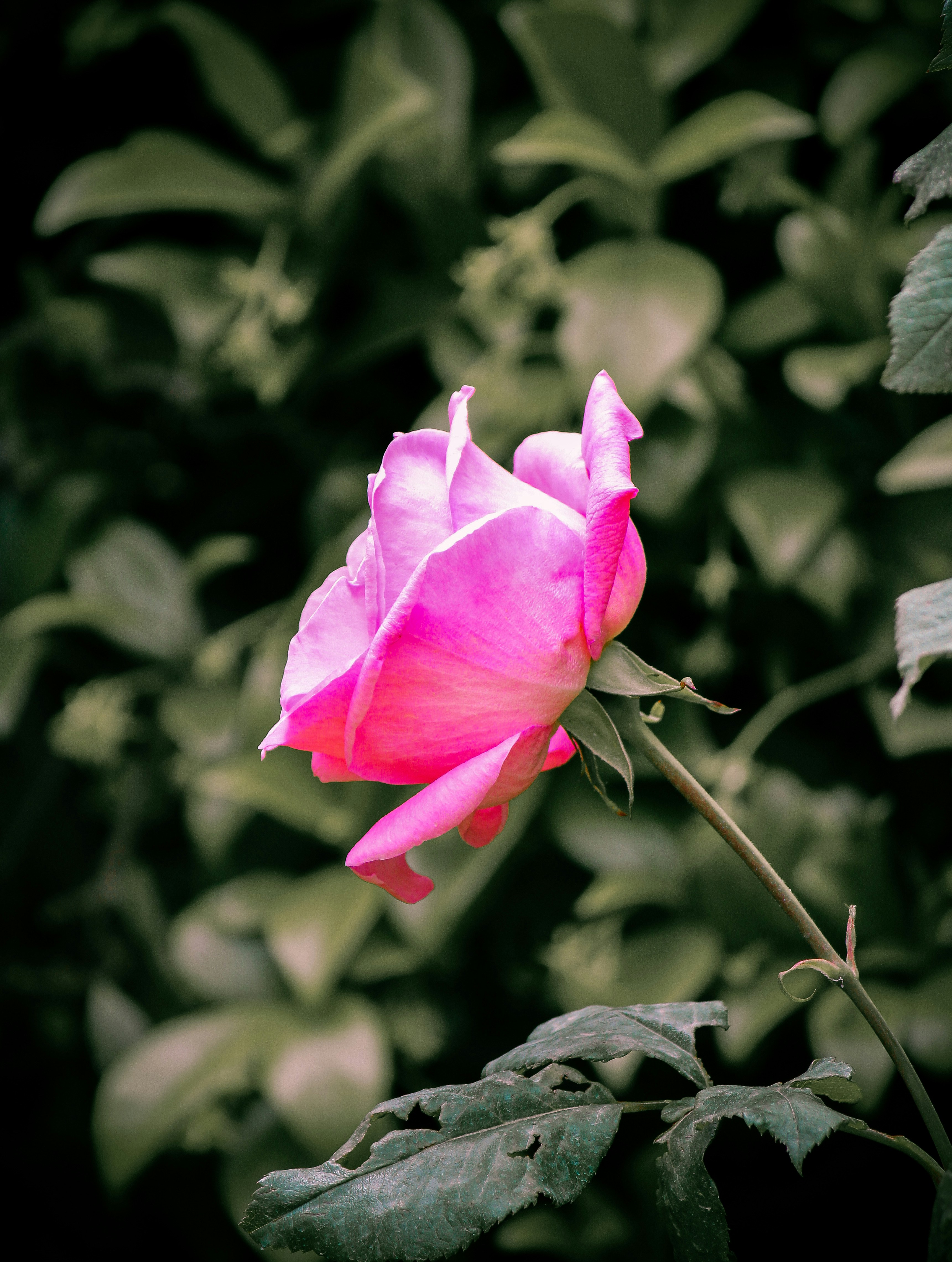 Photo by aqvrys
